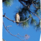 Hawk in Southwest Florida