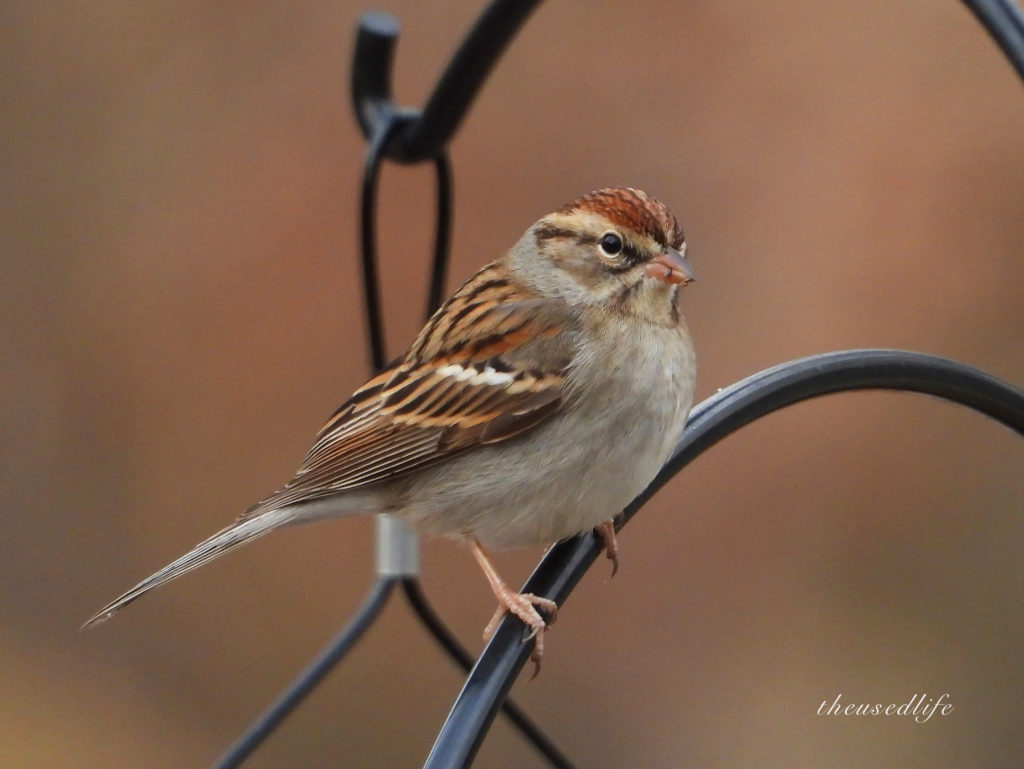 Chipping Sparrow - FeederWatch