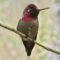 Anna’s Hummingbird male