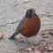 One legged robin