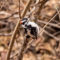 Downy Woodpecker, Seen in Simcoe, ON