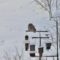 Barred owl sitting on top of feeders