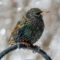 Starling Visits the feeder