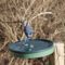 Blue Jay with reflection
