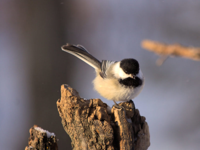 A small songbird with a black cap, white cheeks, and white throat perches on the edge of a dead branch, with an open beak as if making a noise.