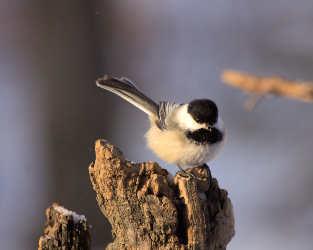 A small songbird with a black cap, white cheeks, and white throat perches on the edge of a dead branch, with an open beak as if making a noise.