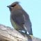 One lone Waxwing visited me today.