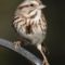 One Sparrow I  think I can identify  😊