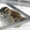 White-throated Sparrows at 10,800′