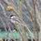 Sweet little Chickadee brightens up a gloomy day.
