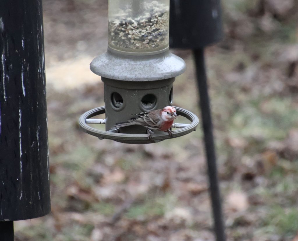 Leucistic House Finch - FeederWatch