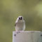 Tufted Titmouse with unique mark beside eye