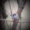 Eurasian Tree Sparrow looking for food