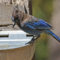 Steller’s Jay stopping for a drink