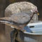 Band-tailed Pigeon joining in