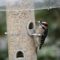 Małe Downy Woodpecker