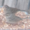 Rare Clay-colored Sparrow and  leucistic Chipping Sparrow