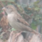 Female House Sparrow with a huge beak