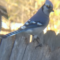 Mr. and Mrs. Blue Jay
