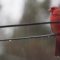 Mr. Cardinal in the rain