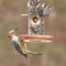 Red-bellied Woodpecker & Brown-headed Nuthatch