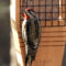 Yellow-bellied Sapsucker stops by for a suet snack