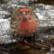 Male House finch at pond