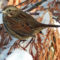 Song Sparrow in garden