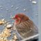 House finch with apparent eye disease