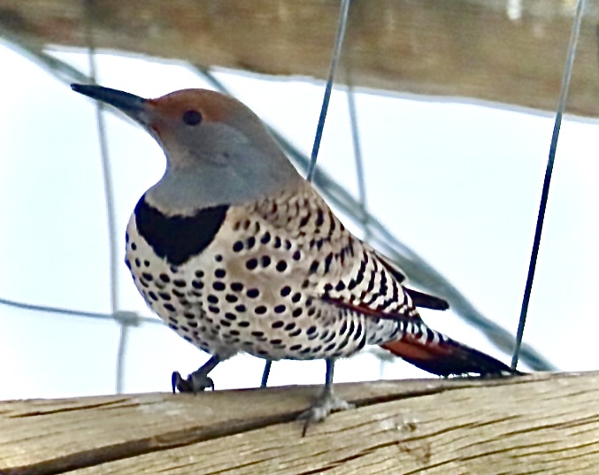 FeederWatch Birds - FeederWatch