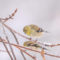 American Goldfinches and Northern Cardinal