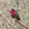 Anna’s Hummingbird Male