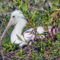 Spoonbill Chick on Nest