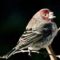 Is this same House Finch with deformed beak?? He seems to be eating a seed.