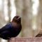 Don’t often see a pair of Cowbirds together