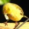 One Lesser Goldfinch with House Finch Eye Disease