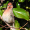 House Finches in  Camelia Bush