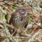Song Sparrow in an Azalea