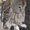 Patient Barred Owl