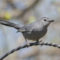 Gray Catbird waiting in line for the jelly feeder
