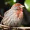 Male House Finch resting
