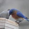 Eastern Bluebirds make a bluebird birding day