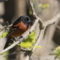 Orchard Oriole just migrating through the region