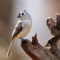 Tufted Titmouse