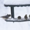 A Tufted Titmouse & American Goldfinches