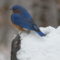 Eastern Bluebird in snow