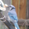 Blue Jay eating a peanut