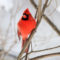 Male Northern Cardinal in the Snow