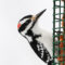 Male Hairy Woodpecker Grabbing a Snack