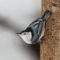 White-breasted Nuthatch on a Sassafras Tree